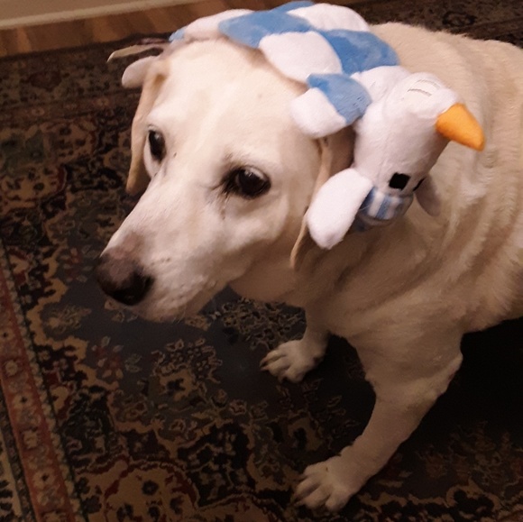 Meet your Posher, Leslie - Picture 4 of 8